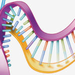‘जीन सायलेन्सिंग’मुळे कोरोनाचा ९९.९० टक्के नाश