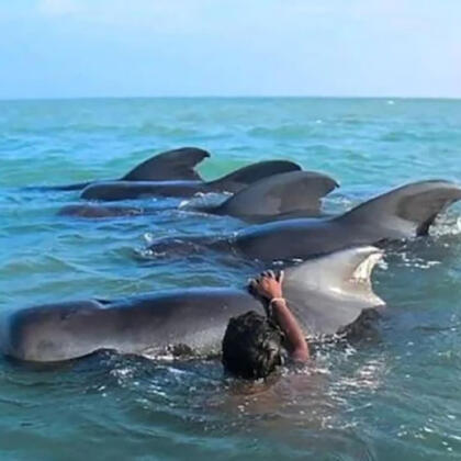 11 Pilot Whale Saved By Indian Army
