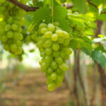 हिरवी द्राक्षे : अनेक आजारांवर रामबाण उपाय!