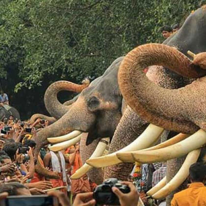 Kerala Elephant Puja