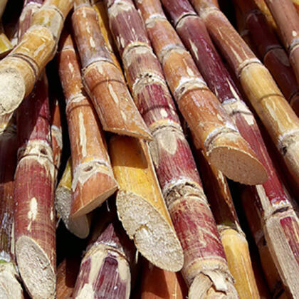 Sugar Cane