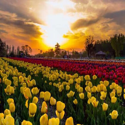 Tulip Garden Kashmir