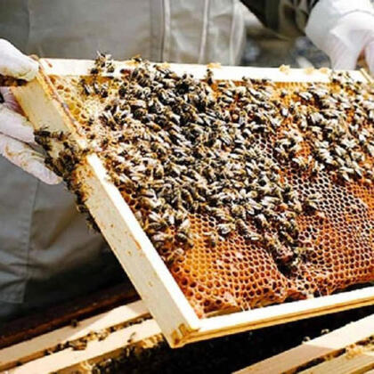 Honey Farming