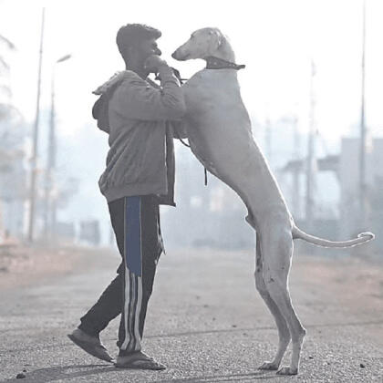 Mudhol Hound Indian Military Dog Breed