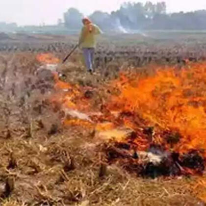 Parali Burning In Punjab