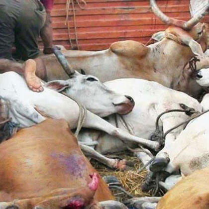 Cow Smuggling Gou Taskari